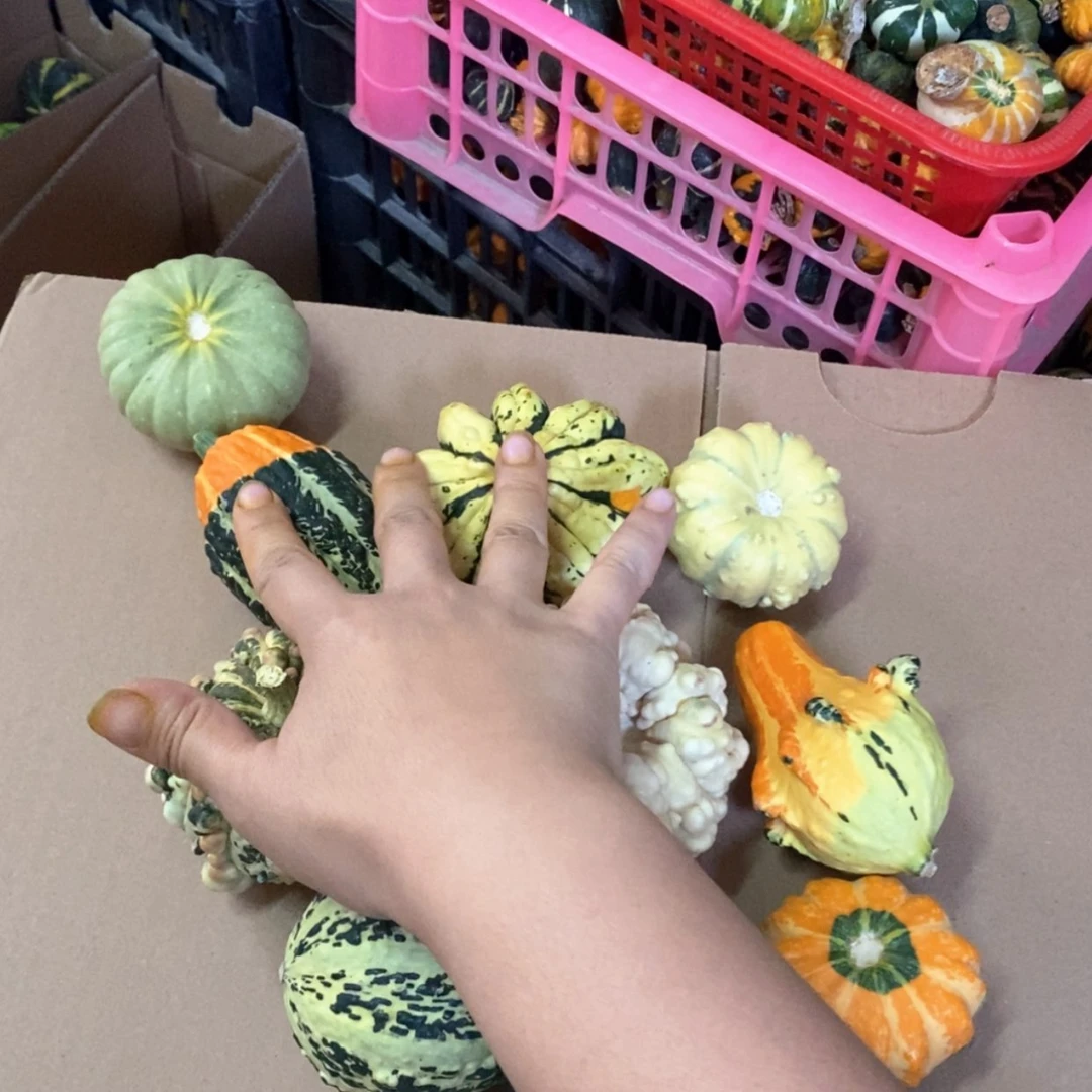 【闪购商品】念*墨西哥葫芦直播自选