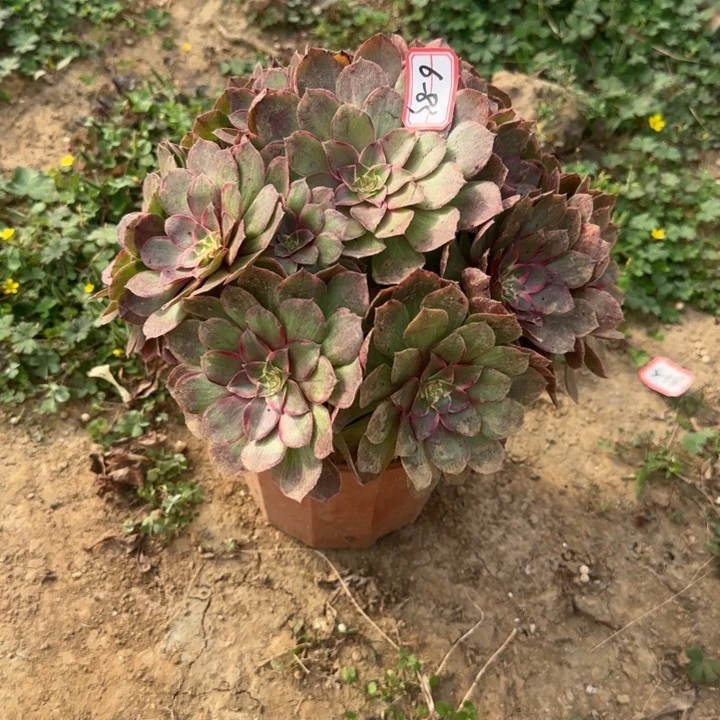 6-83莲花座多肉不包售后