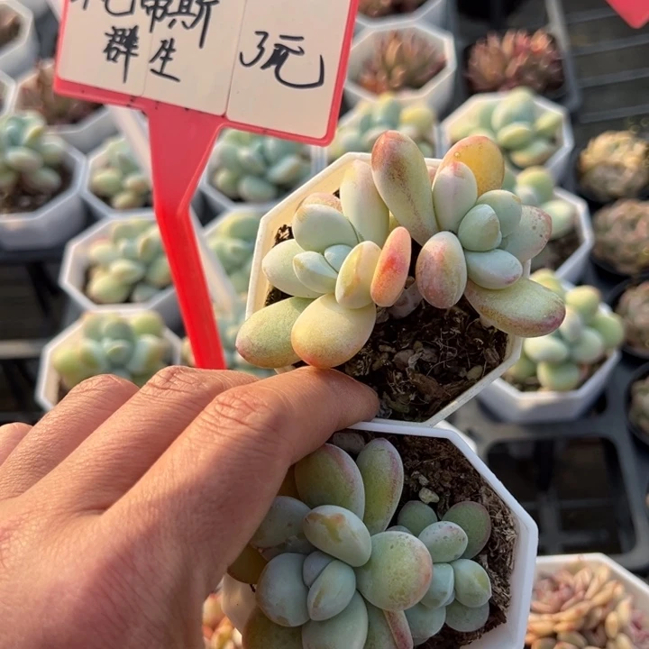 雪美人双头一颗量拍多肉满20包邮初7发