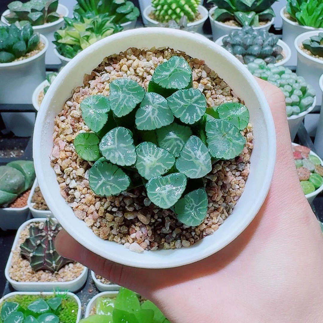 福利，火烧云万象，13.8，666