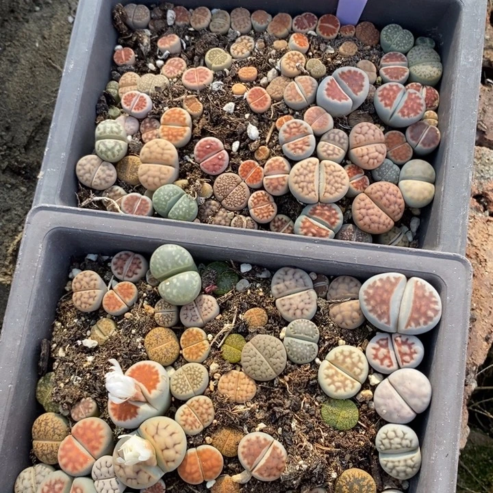 美***9生石花的季节是482
