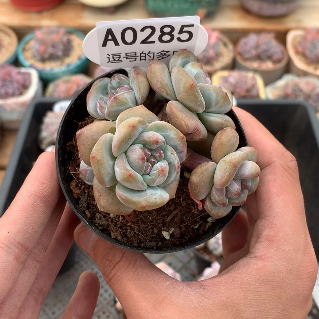 A0285 突尼斯小树 有砍 8cm