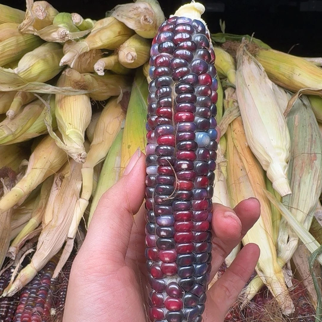 吊坠柏香籽/百香籽