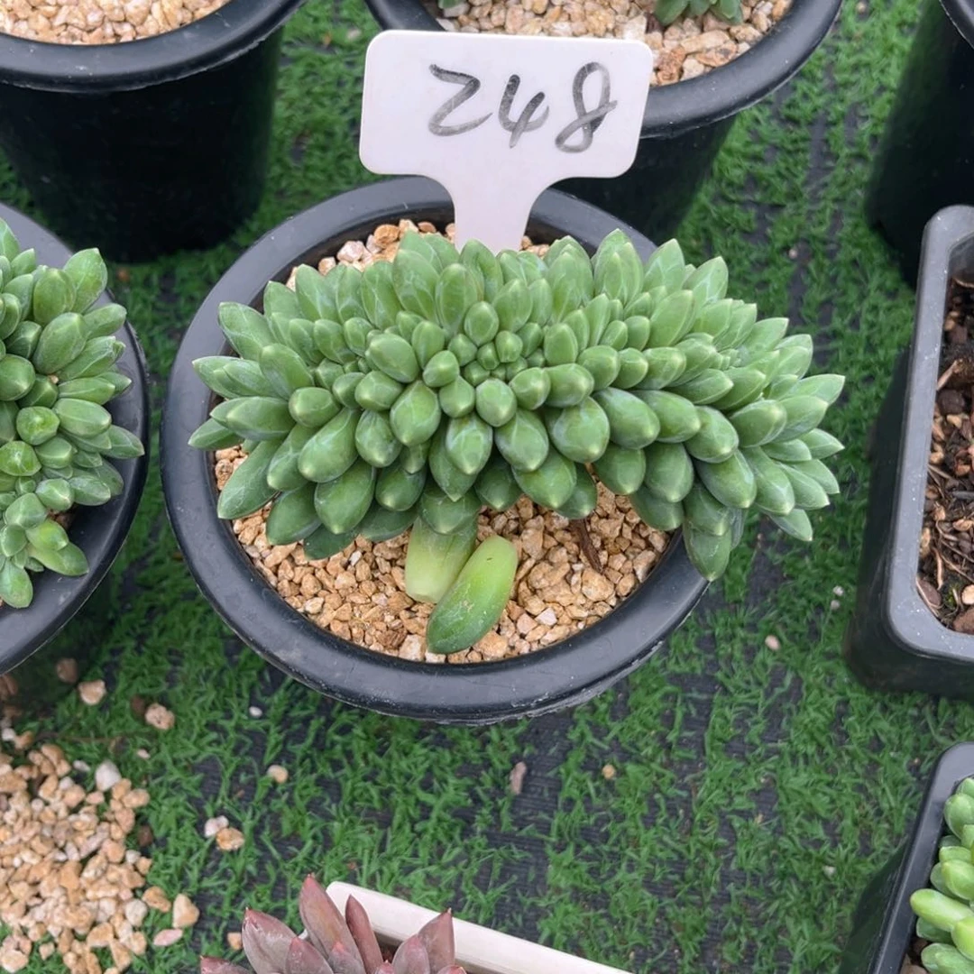 ****言248tllooooozxytutx