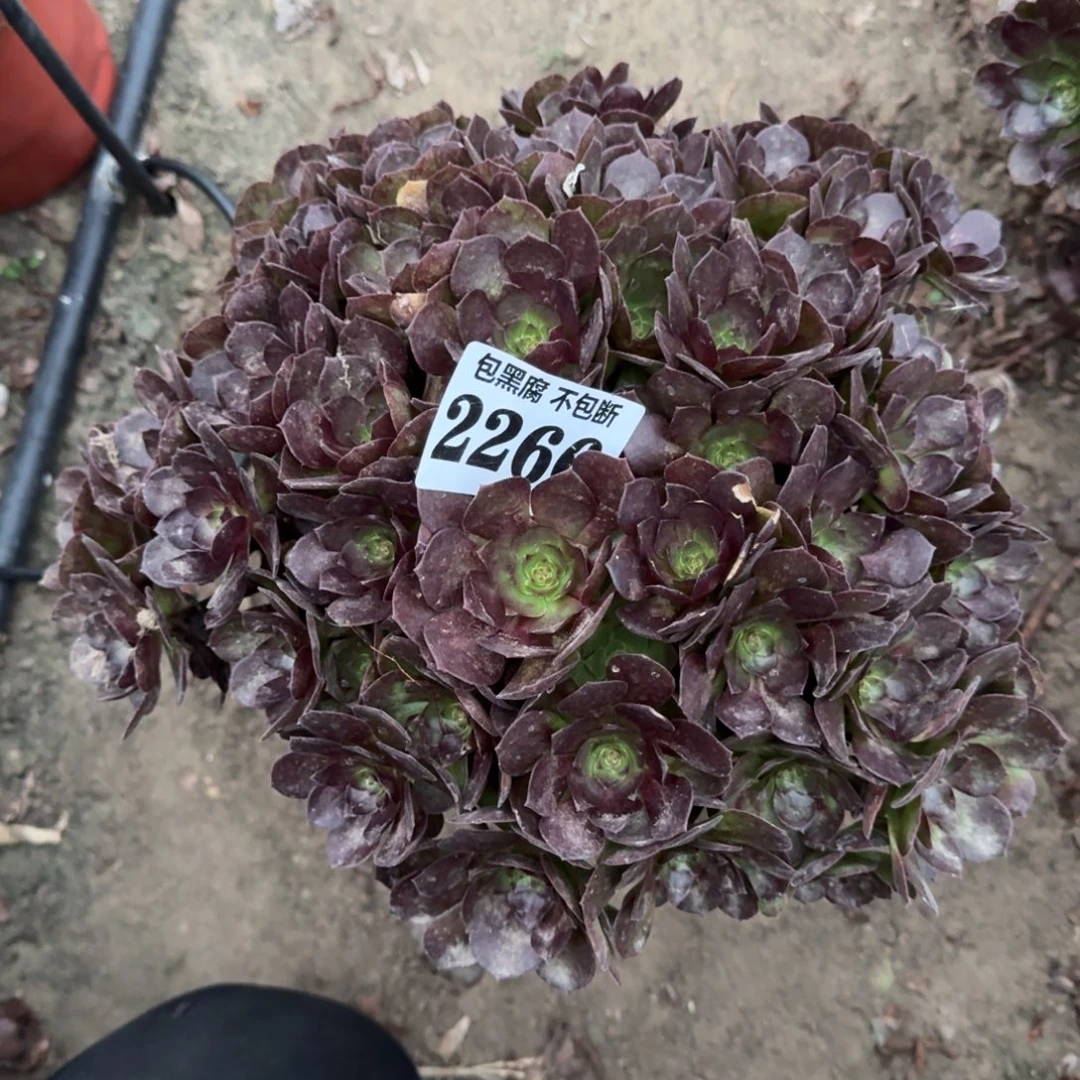 17-16法师黑魔2266