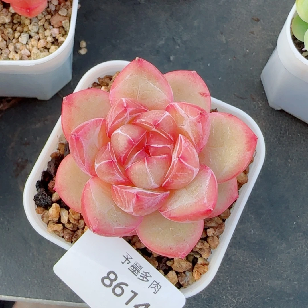 璇玑珍妮，8614多肉植物