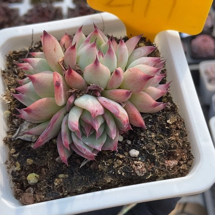 2117惊鸿仙子多肉植物保护
