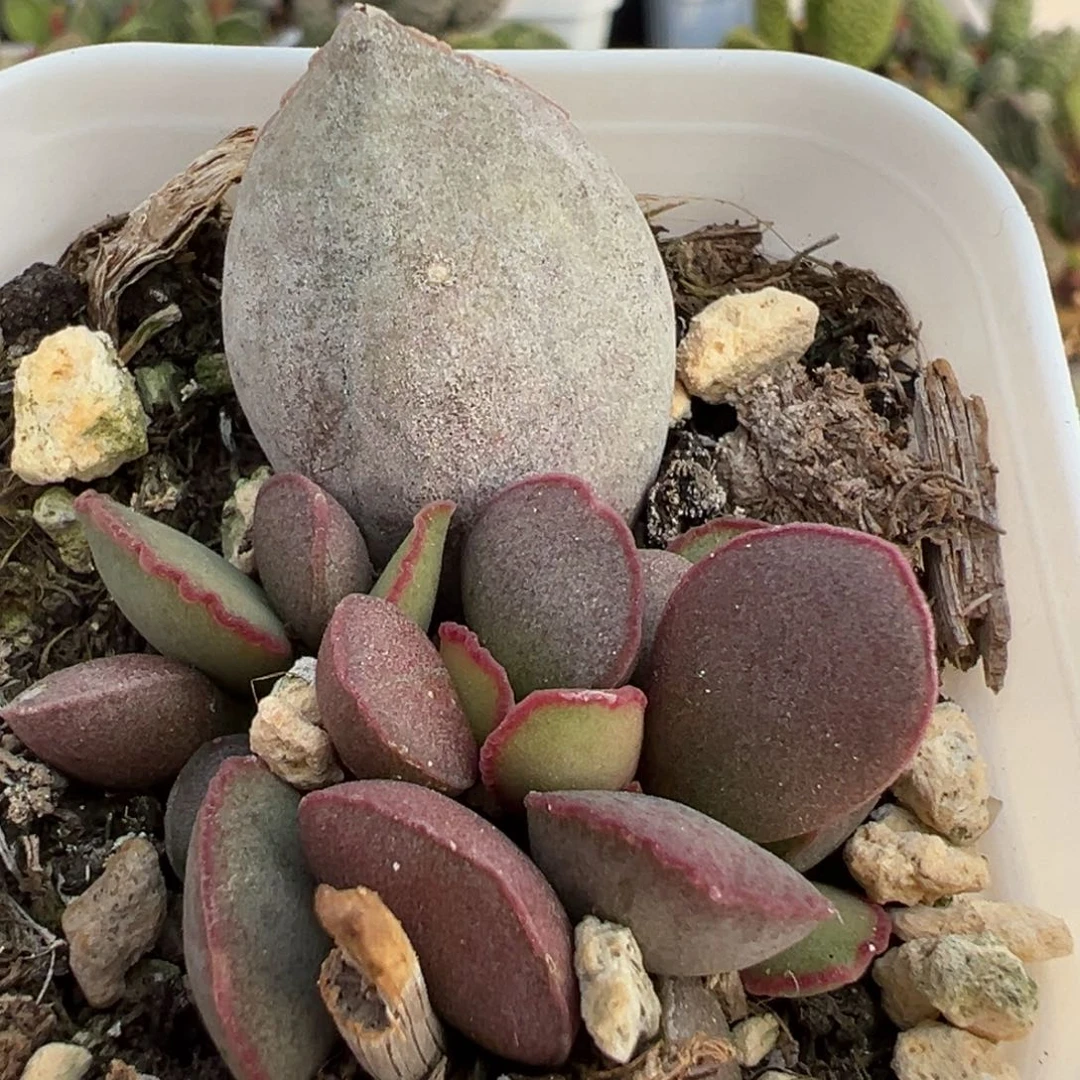 碧海大苗多肉植物水泡