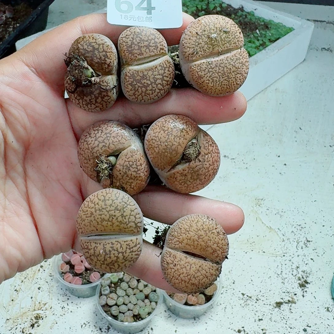 64多肉植物多肉植物