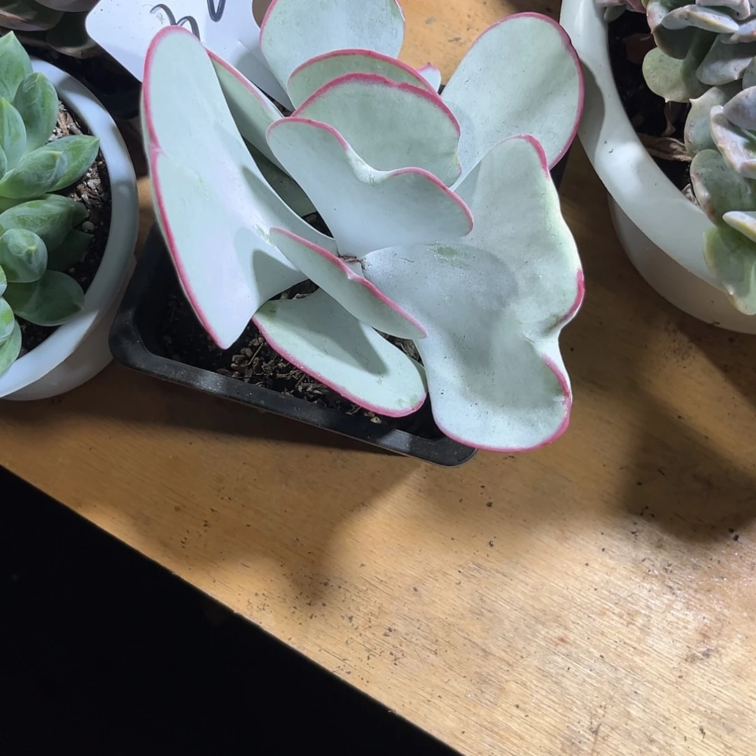 琳***L000000000000000000032