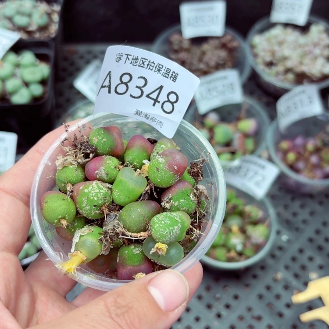 8348-–零下地区需拍保温箱