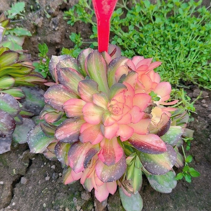 5-106流星雨多肉法师