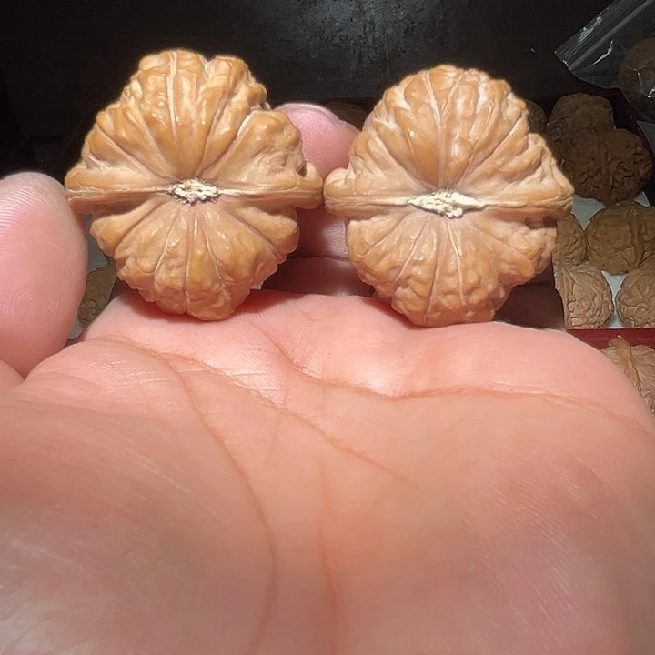 木41全品南瓜敦。