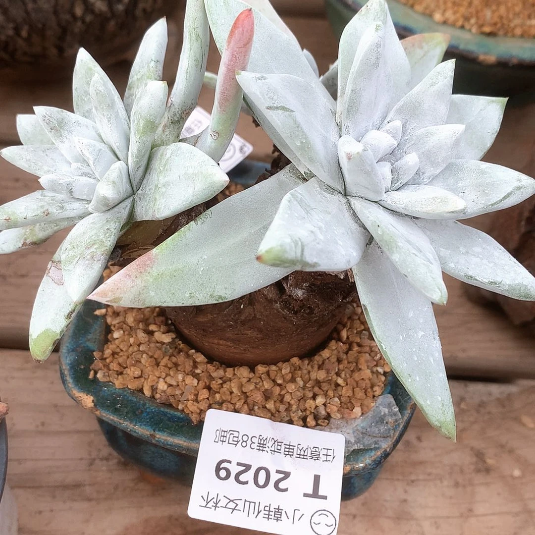 回***影2029墨西哥大圆叶苹果叶杂交