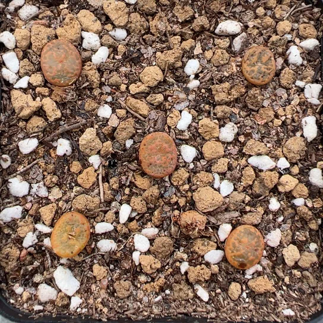 量拍k勋章一颗。多肉