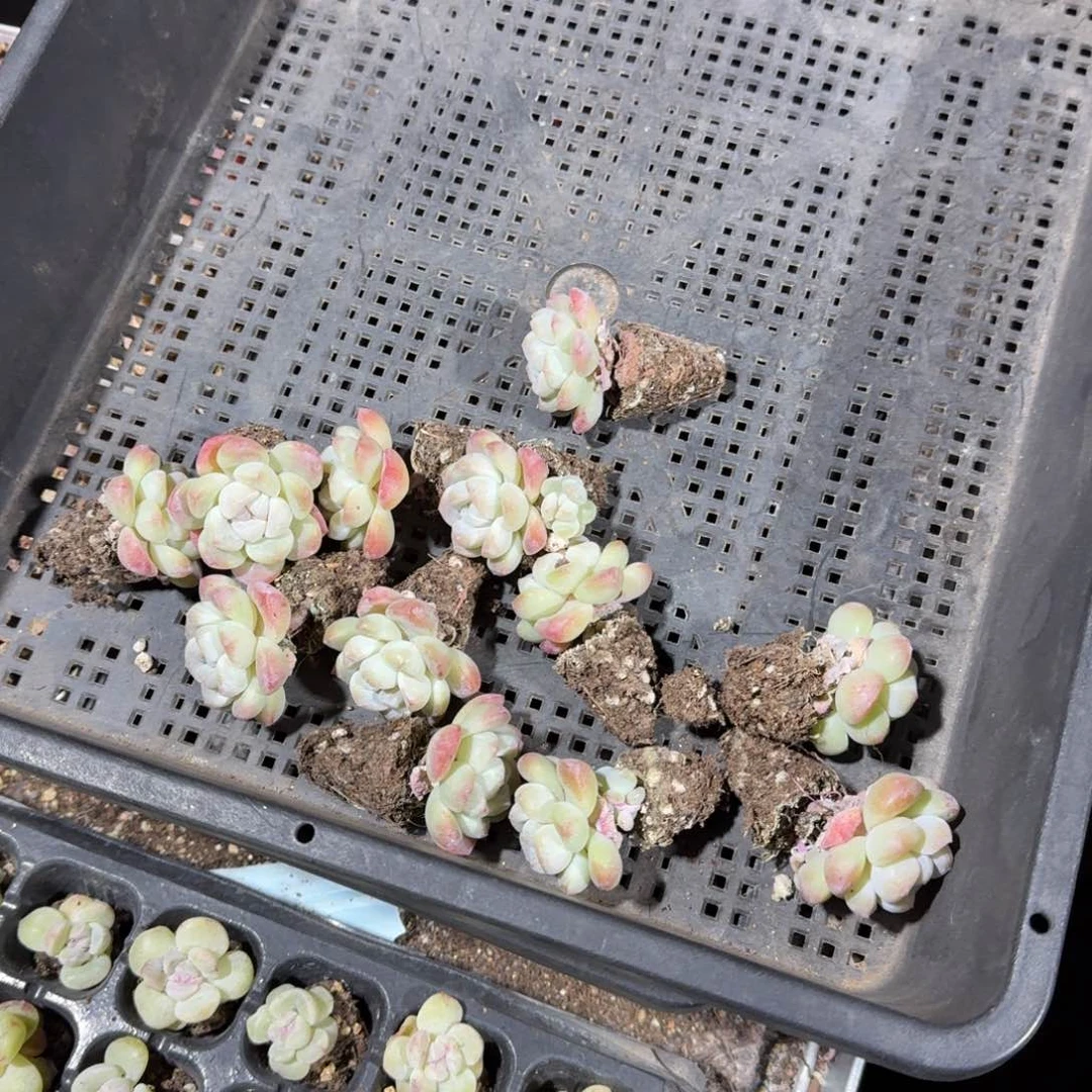 丫丫一物一拍专拍