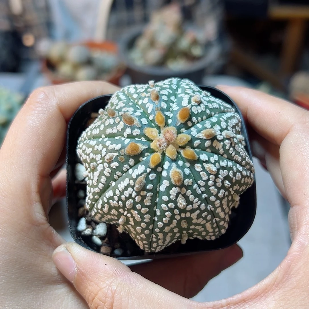 顽*哥晚13号实生海星兜6公分