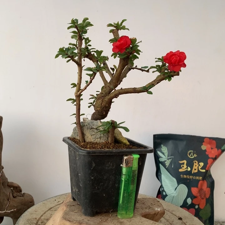 无花朵美*原生小品