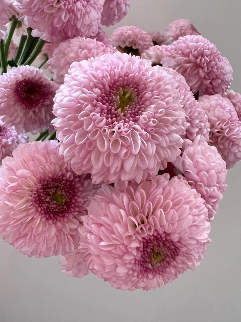 粉色多头乒乓菊一把    云南基地鲜花  直发   家养水养