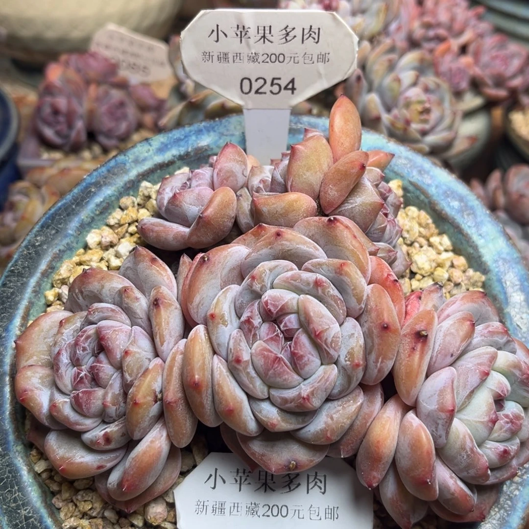 绿底紫心254/12cm6头