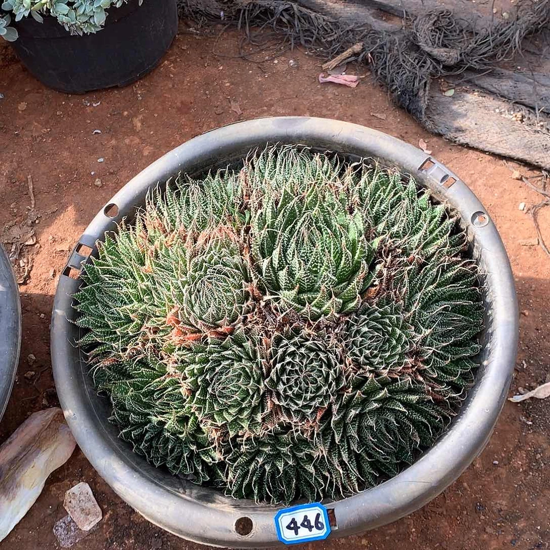 446波路 一物一拍多肉