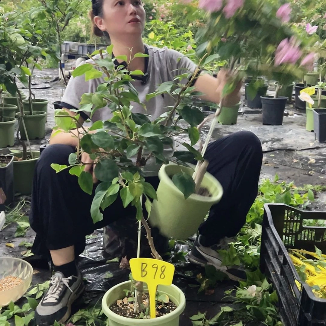 莉***大部分开放少量花苞B98日落或暗夕