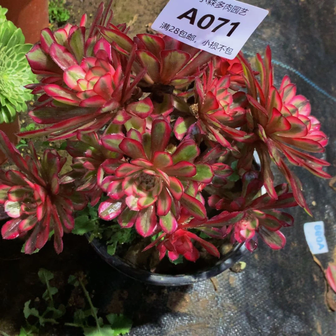 【闪购商品】惠*宝71白月光多肉