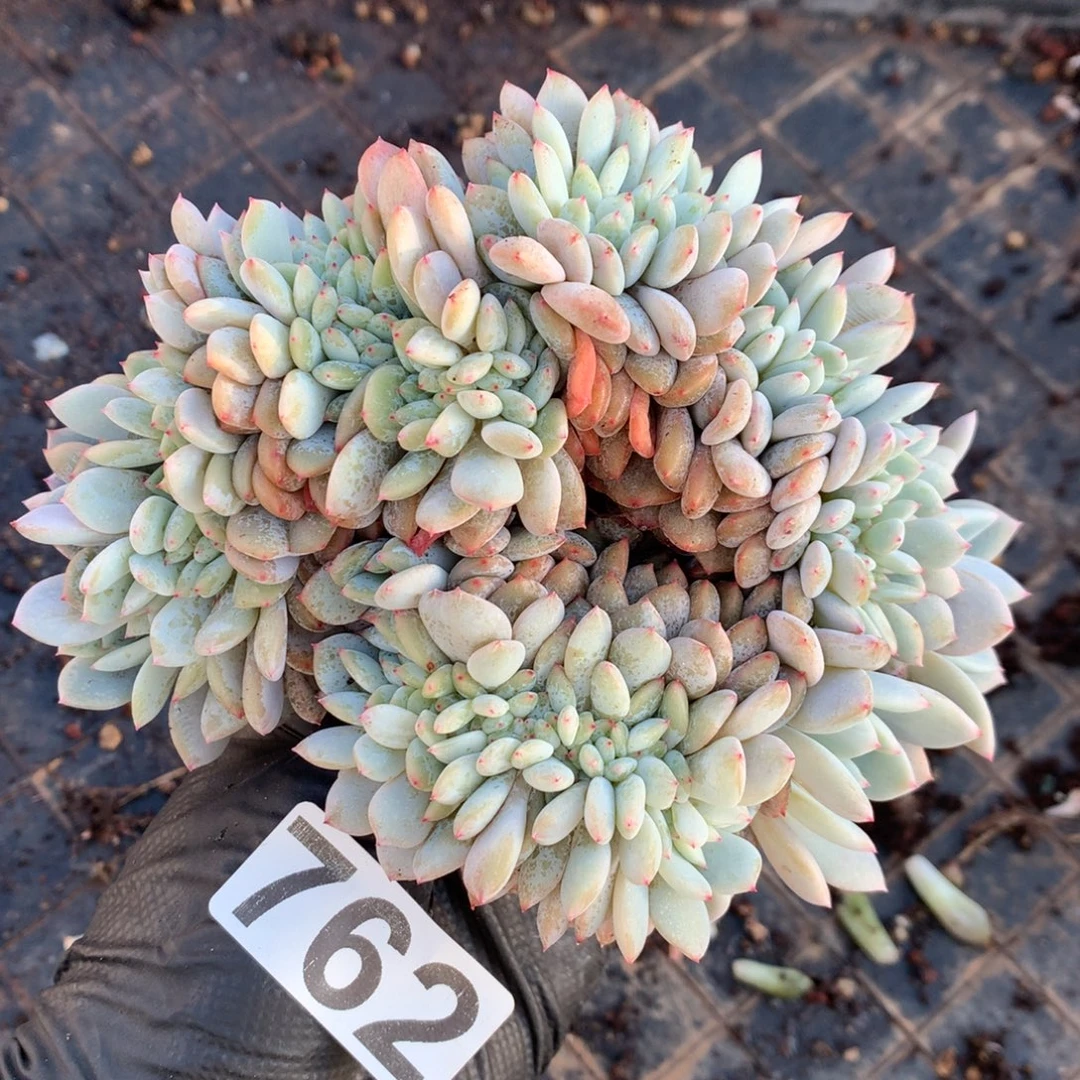 762号新疆西藏内蒙古不包邮