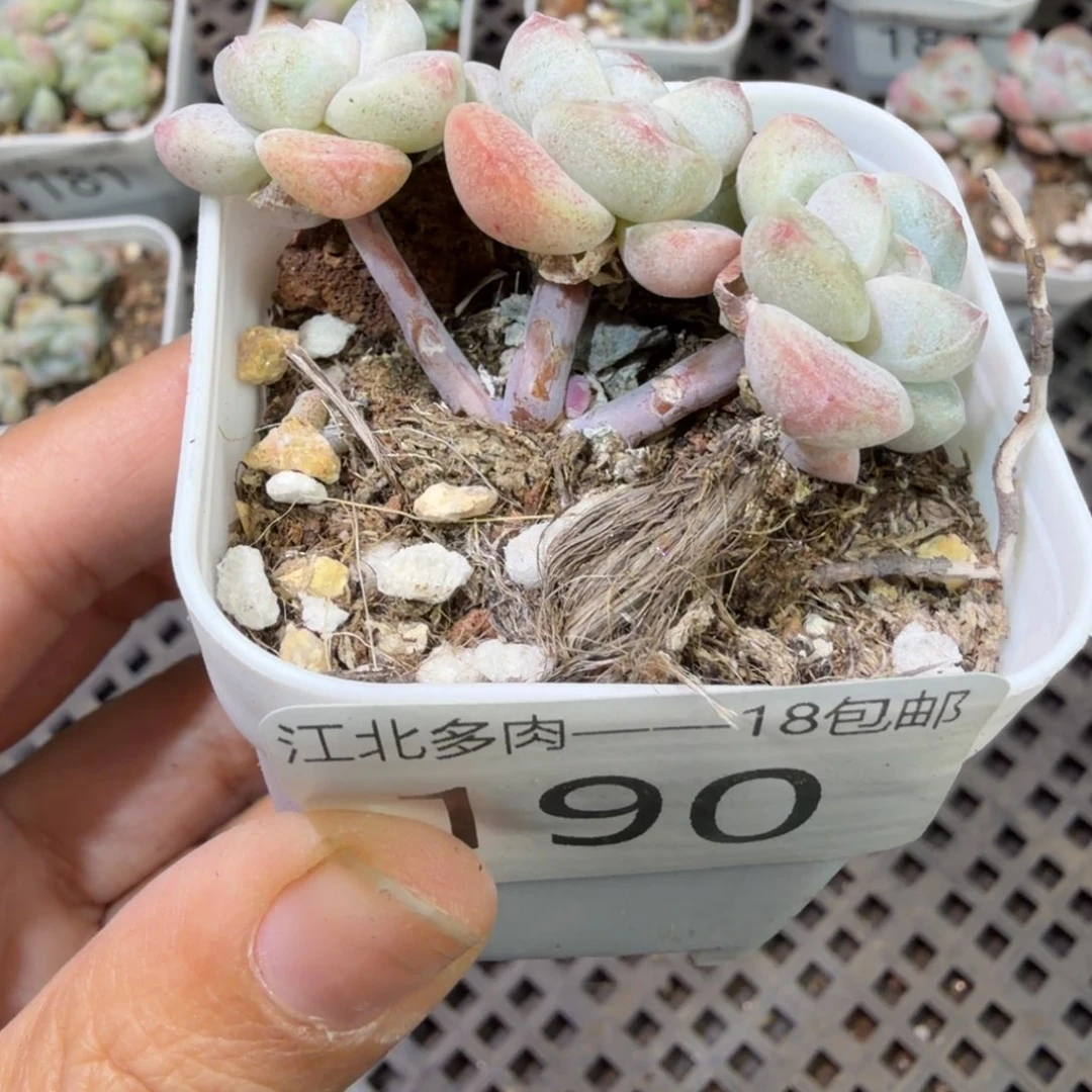 190 号到手1筐，江北多肉