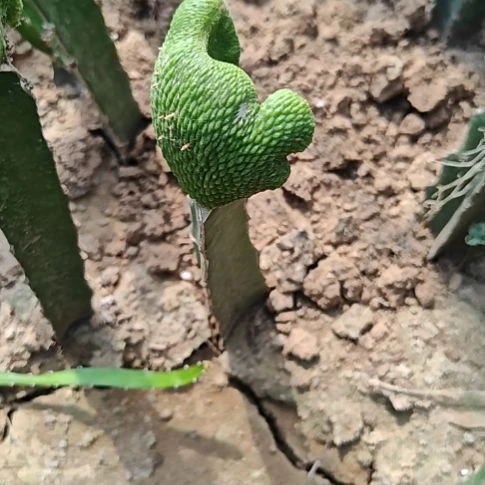 青蛇缀化火龙果嫁接16