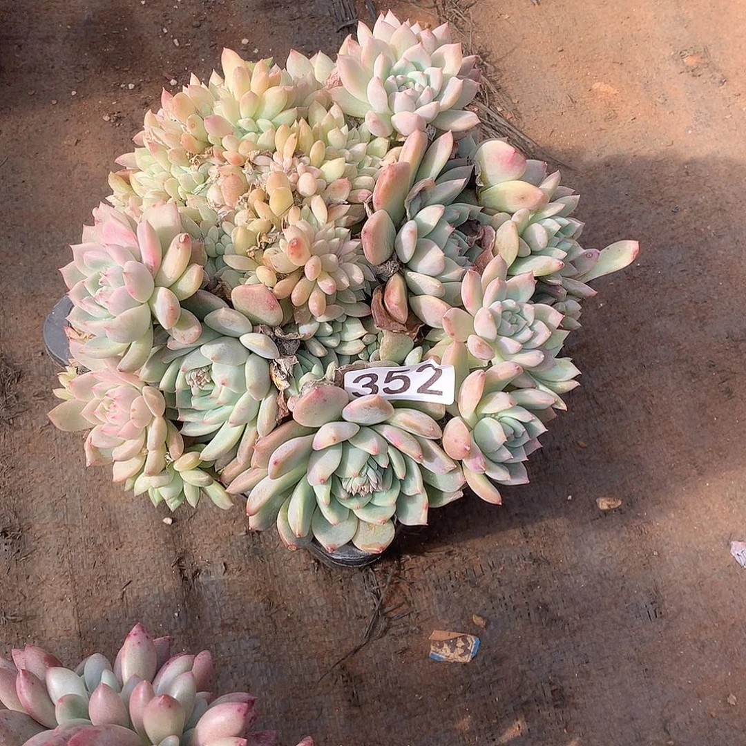 352 一物一拍多肉！