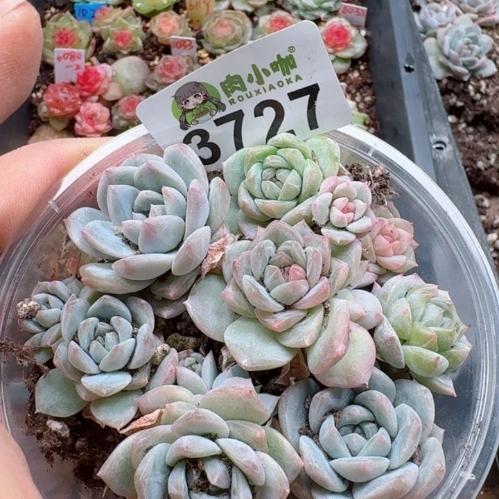 多肉植物多肉植物