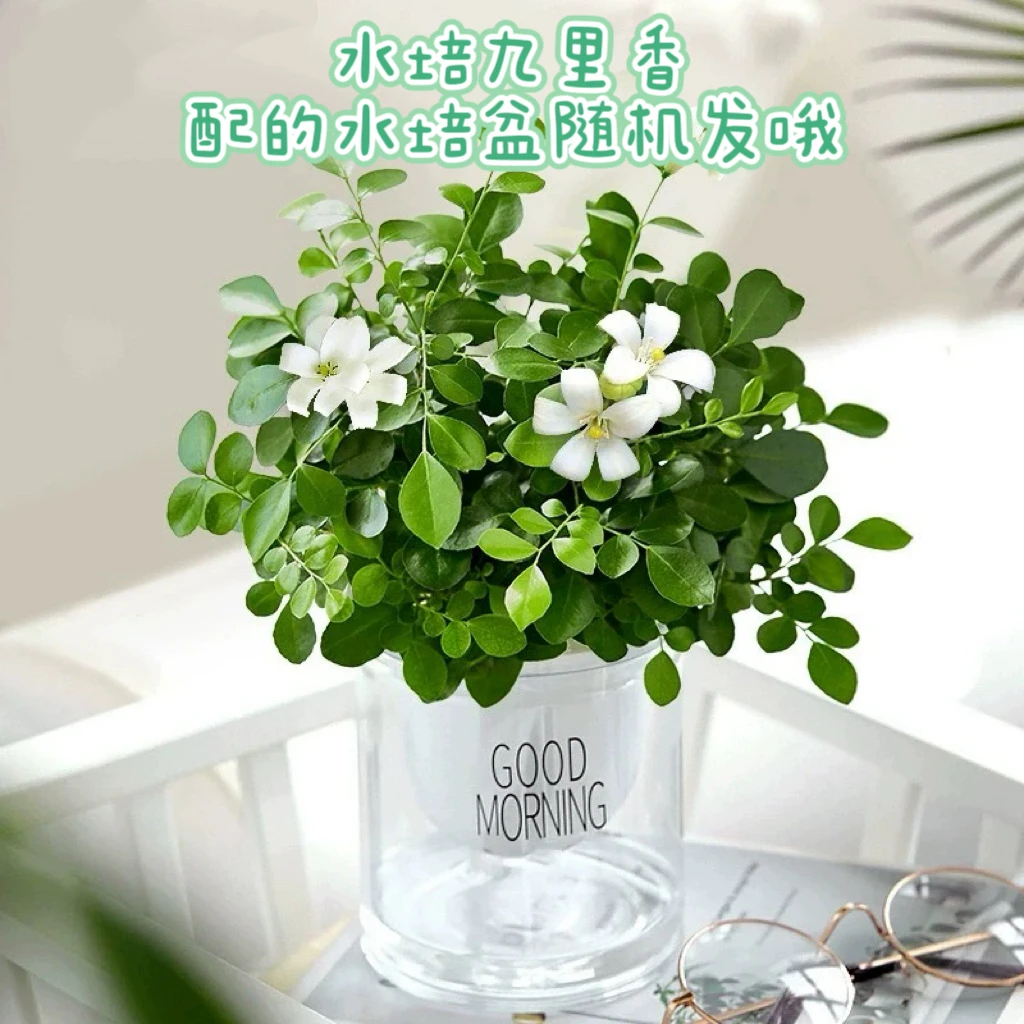 【新疆包邮】水培九里香盆栽办公桌面摆件室内客厅绿植四季花卉南