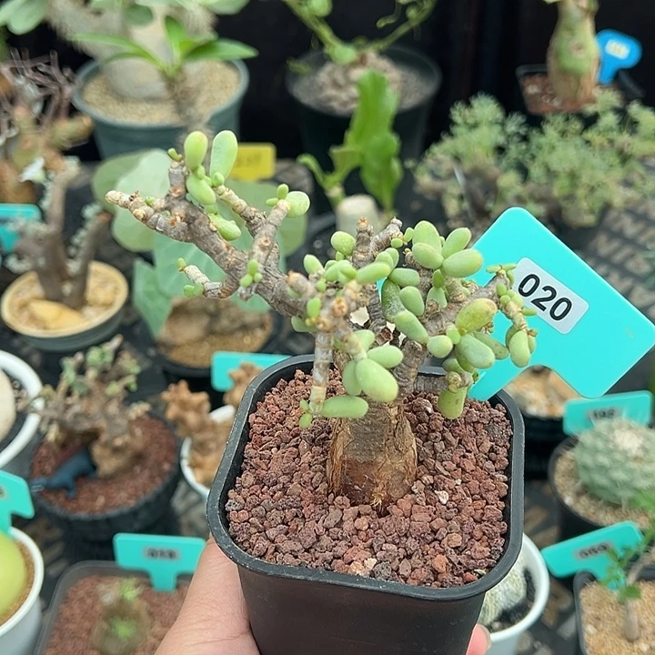 延寿城产地多肉植物