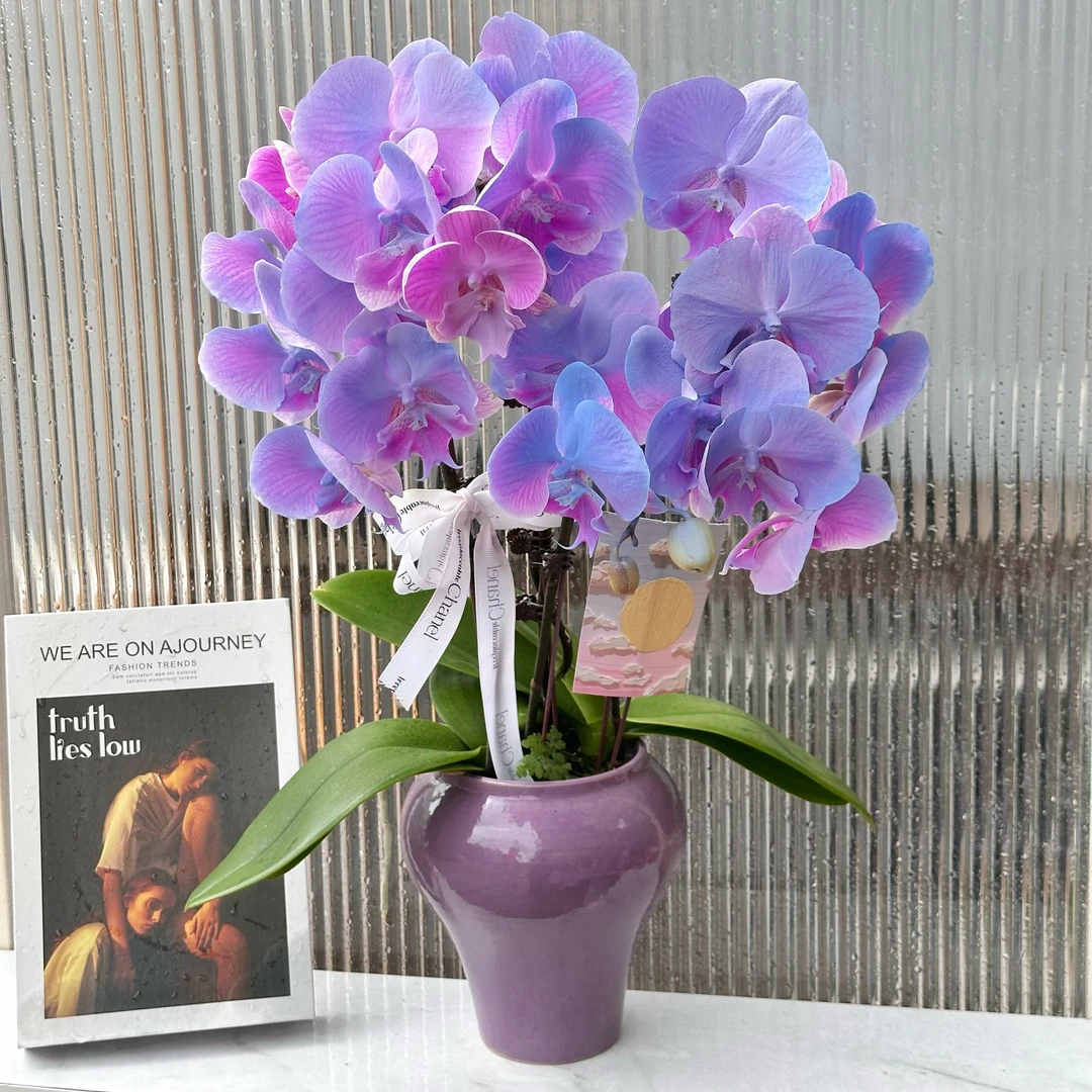 【人鱼公主--组盆】鲜花蝴蝶兰工艺喷色开花株室内客厅喷绘工艺