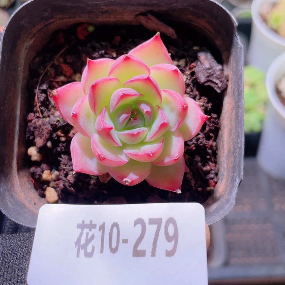 花利美10-279粉水晶