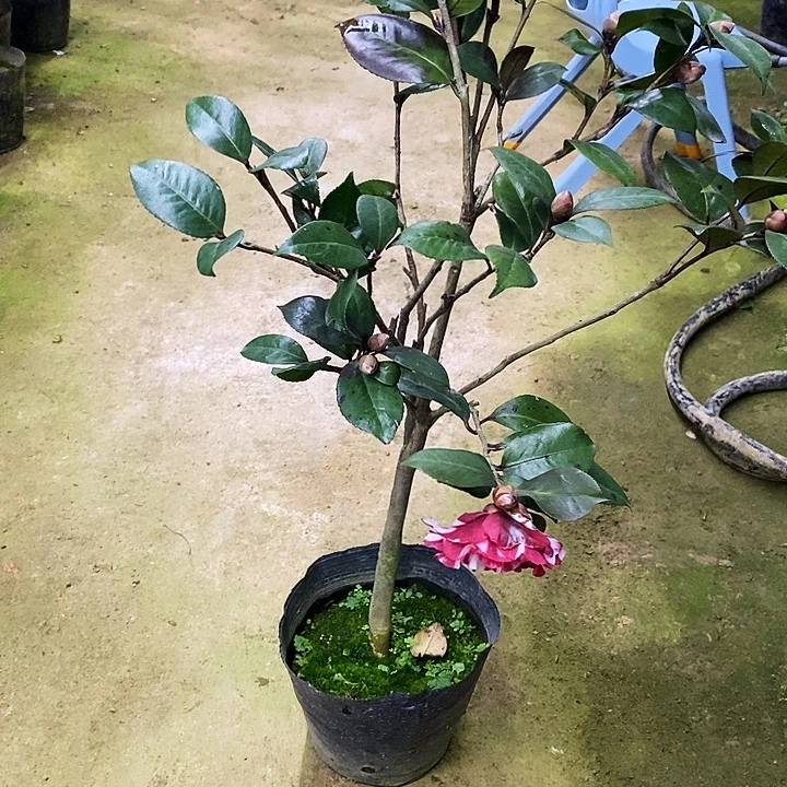 复色红贝。     茶花。