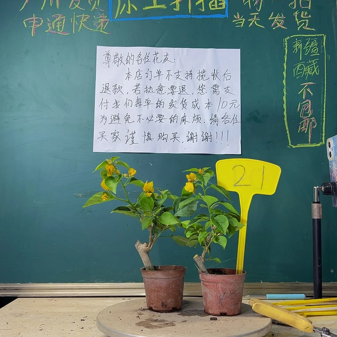 当前无花栽培后可以开花两颗柠檬黄掌中宝 21