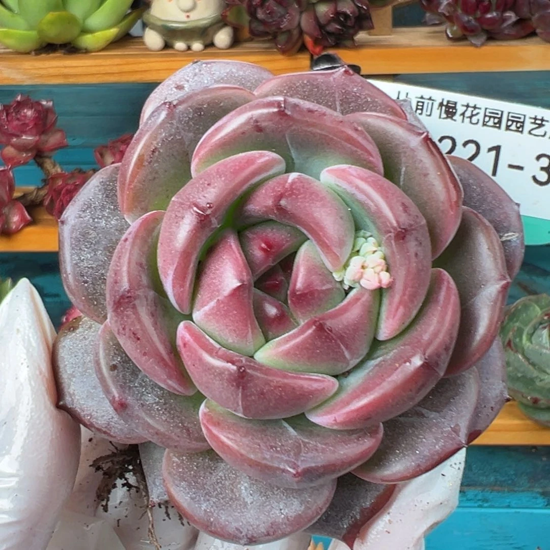 从前慢多肉精选编号0221.301