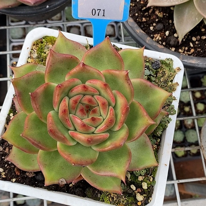 x071-多肉植物 凯亚宽叶