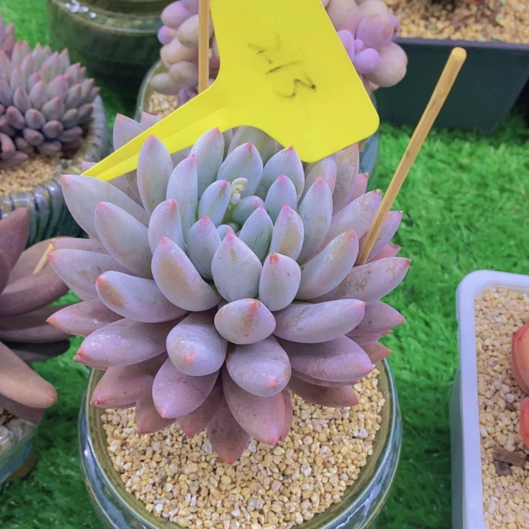 可****渴开心多肉植物多肉