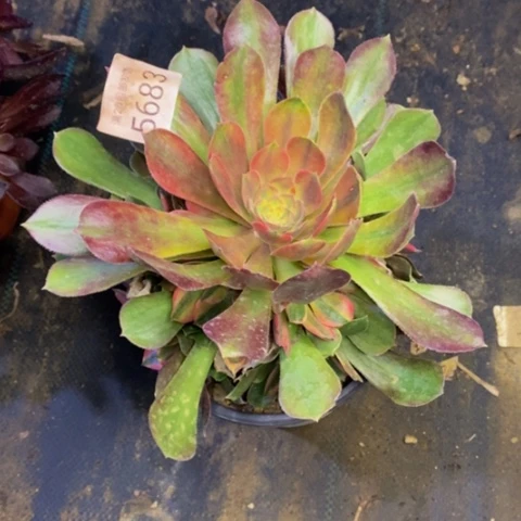 雅典娜有断枝多肉5683