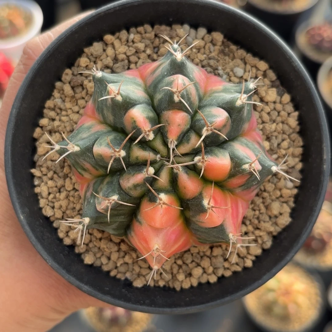 泰系实生米哈仙人球402