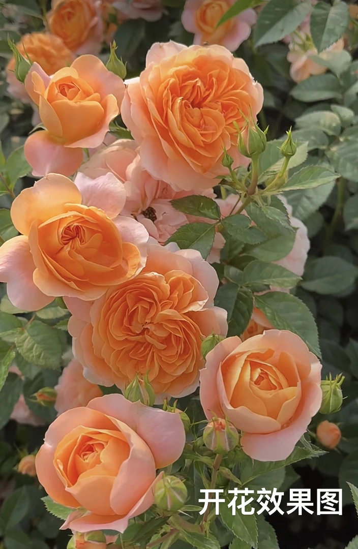 【果汁阳台】庭院阳台多季节重复性开花一加仑盆口径