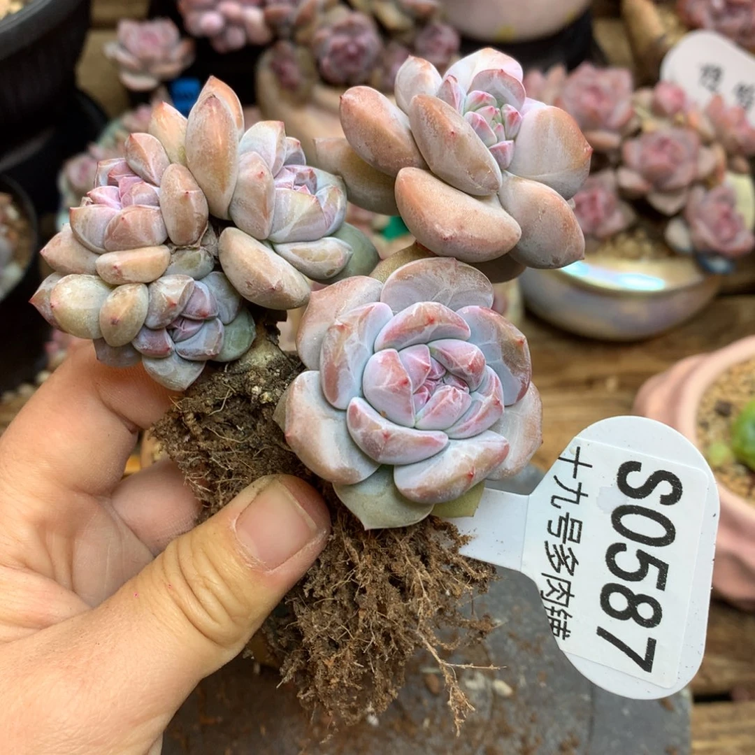 S0587 突尼斯 小树8头 一头一桩