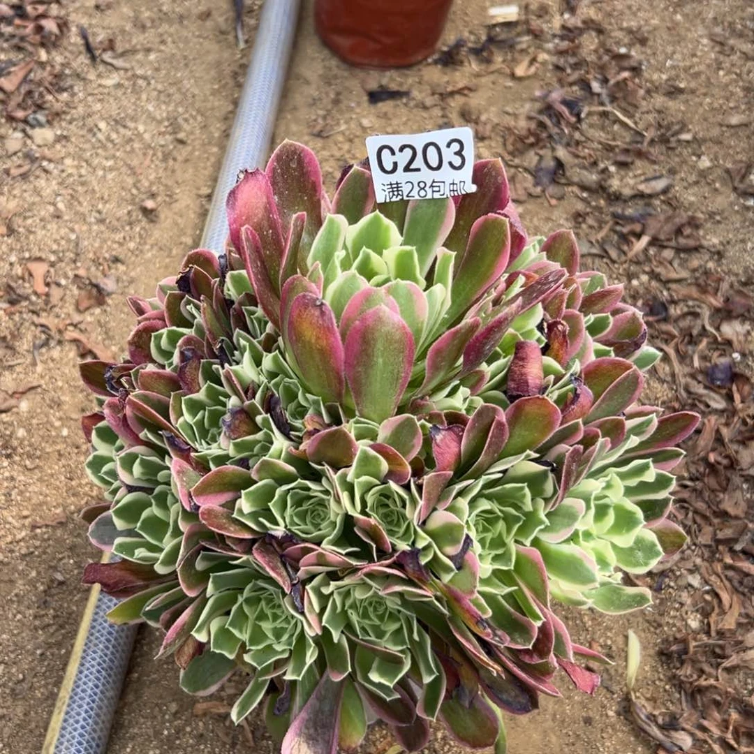 203多肉  雨花石