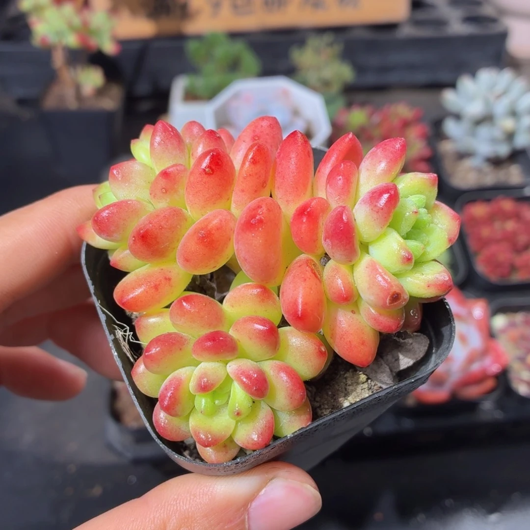 香格里拉多肉9.9包邮发货