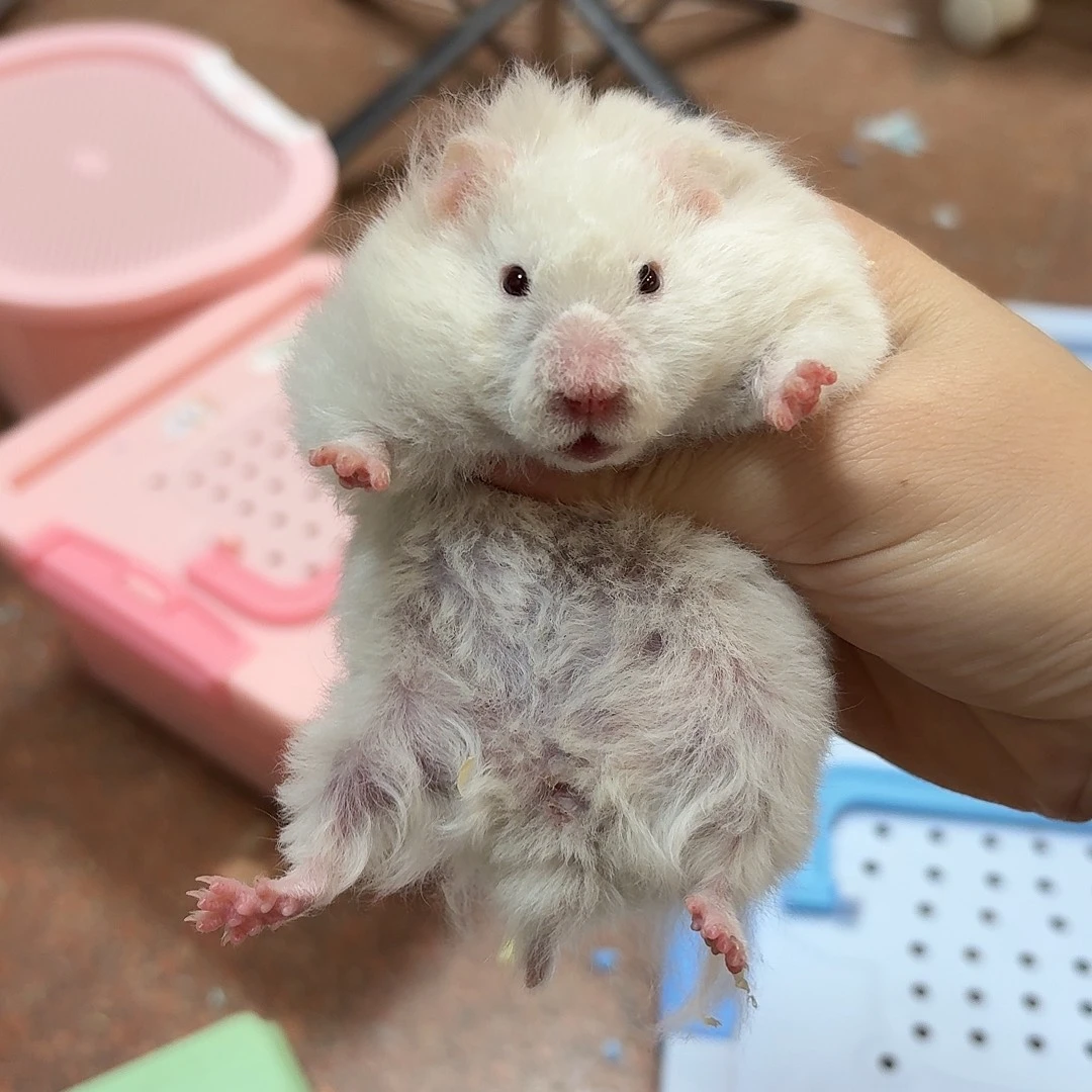 121克蜜重点色卷毛妹妹