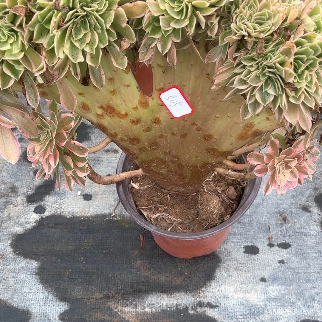 多肉植物505好多肉都