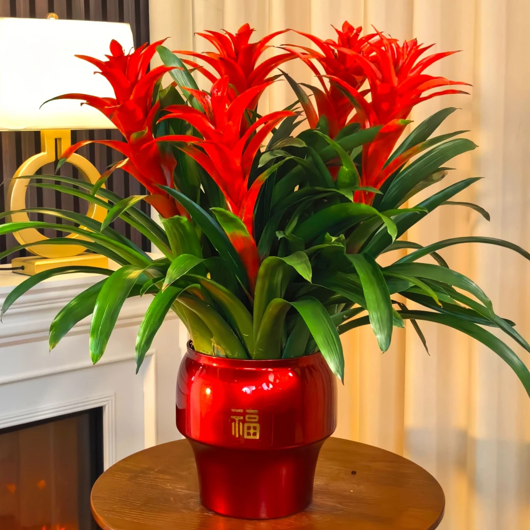 【5颗装桌摆款】鸿运当头凤梨花年宵花卉大红星绿植盆栽好养